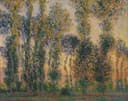 乡村与田园风光画 - 白杨树林 - 展现白杨树林光影之美 
