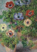 花卉画 - 银莲花 - 多彩银莲花生机盎然 
