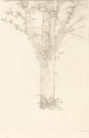花卉静物描绘主题 - 树的素描 - 以线条勾勒树木之形态 