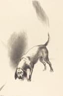 其他 - 猎犬素描 - 描绘猎犬俯身嗅探姿态 