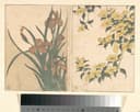 其他 - 花卉图 - 两种花卉的精美呈现 