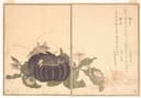 其他 - 无题 - 描绘昆虫植物的画作 