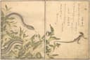 其他 - 蛇与蜥蜴图 - 描绘蛇与蜥蜴自然场景 