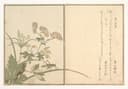 其他 - 未知 - 花草昆虫与日文书法 