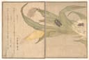 其他 - 百喜斋森角画作 - 绘玉米昆虫与文字 