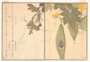 其他 - 未知 - 绘昆虫植物伴以文字 