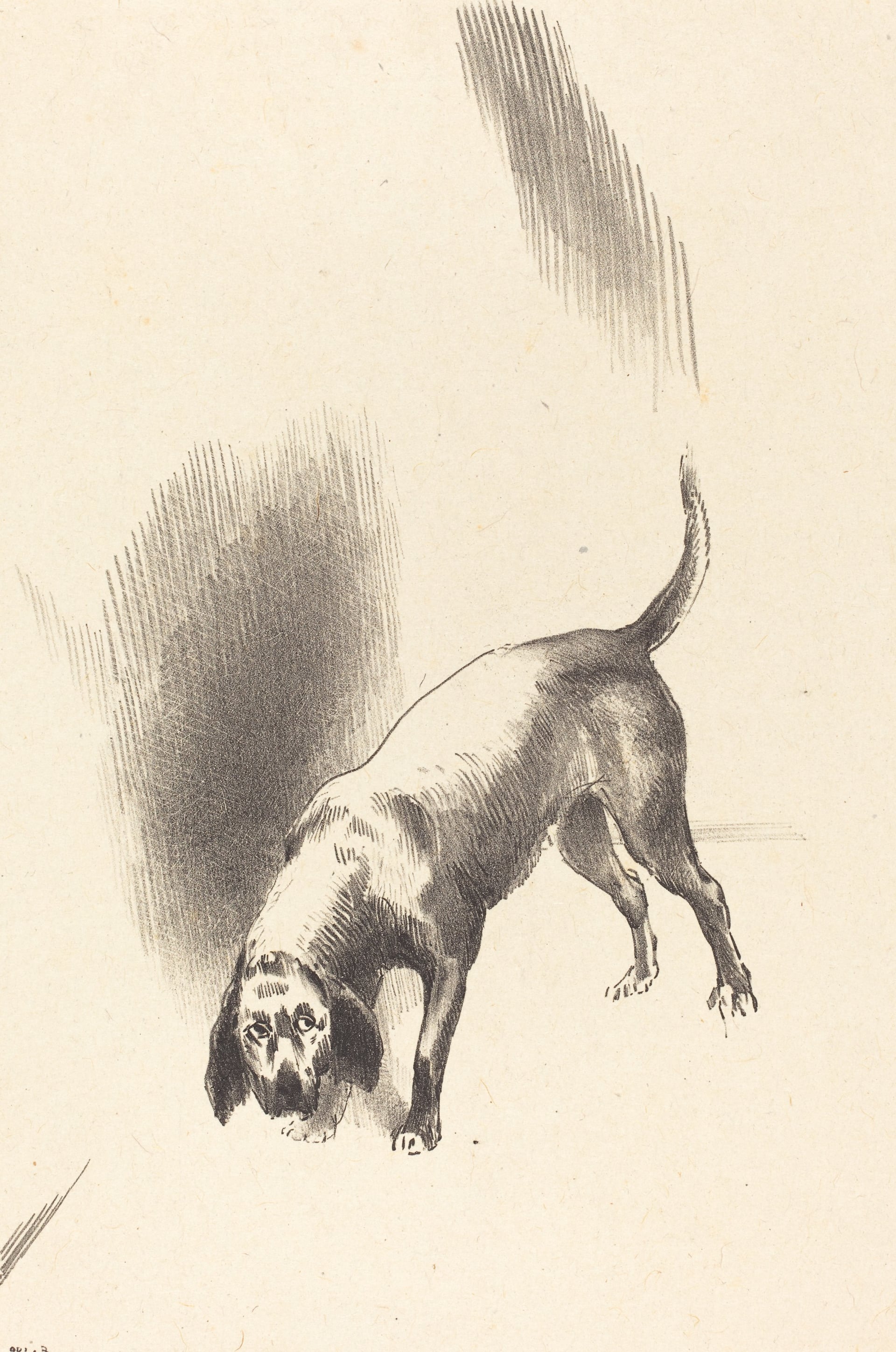 其他 - 猎犬素描 - 描绘猎犬俯身嗅探姿态 