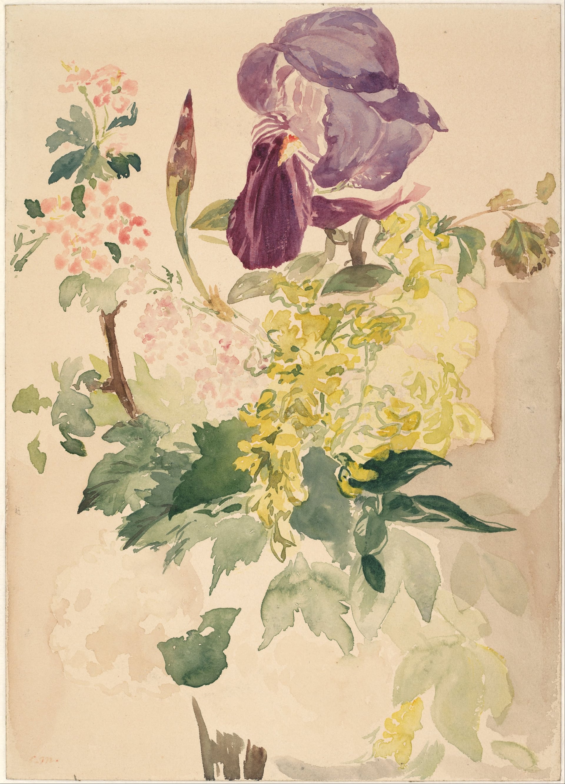 其他 - 花卉水彩画 - 水彩绘就多彩花卉景致 