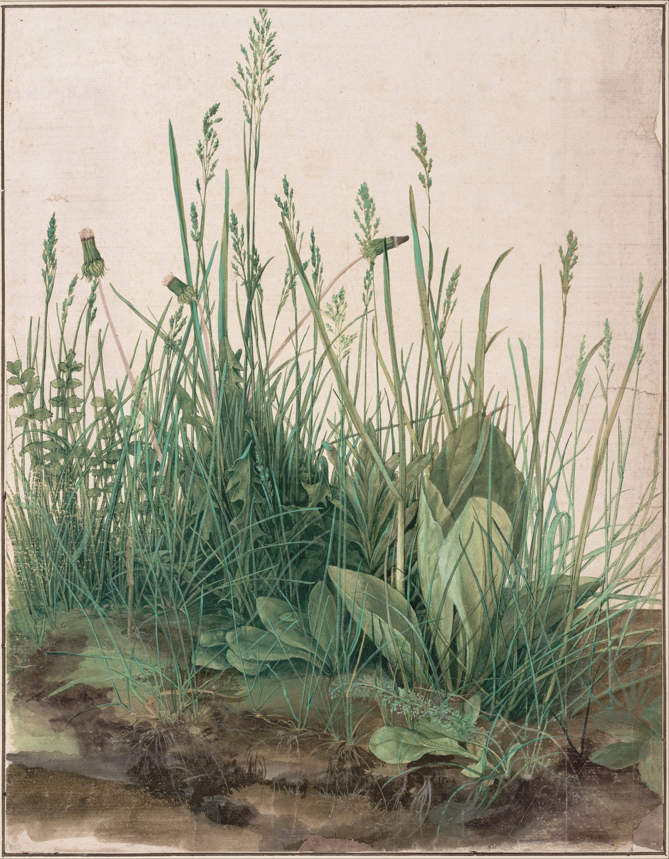 动物植物描绘主题 - 无具体名字 - 描绘多样植物生机画面 