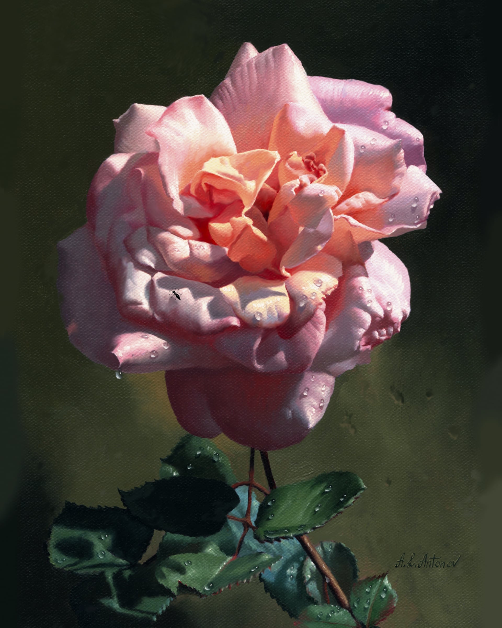 其他 - 粉色玫瑰 - 娇艳玫瑰带露展芳姿 