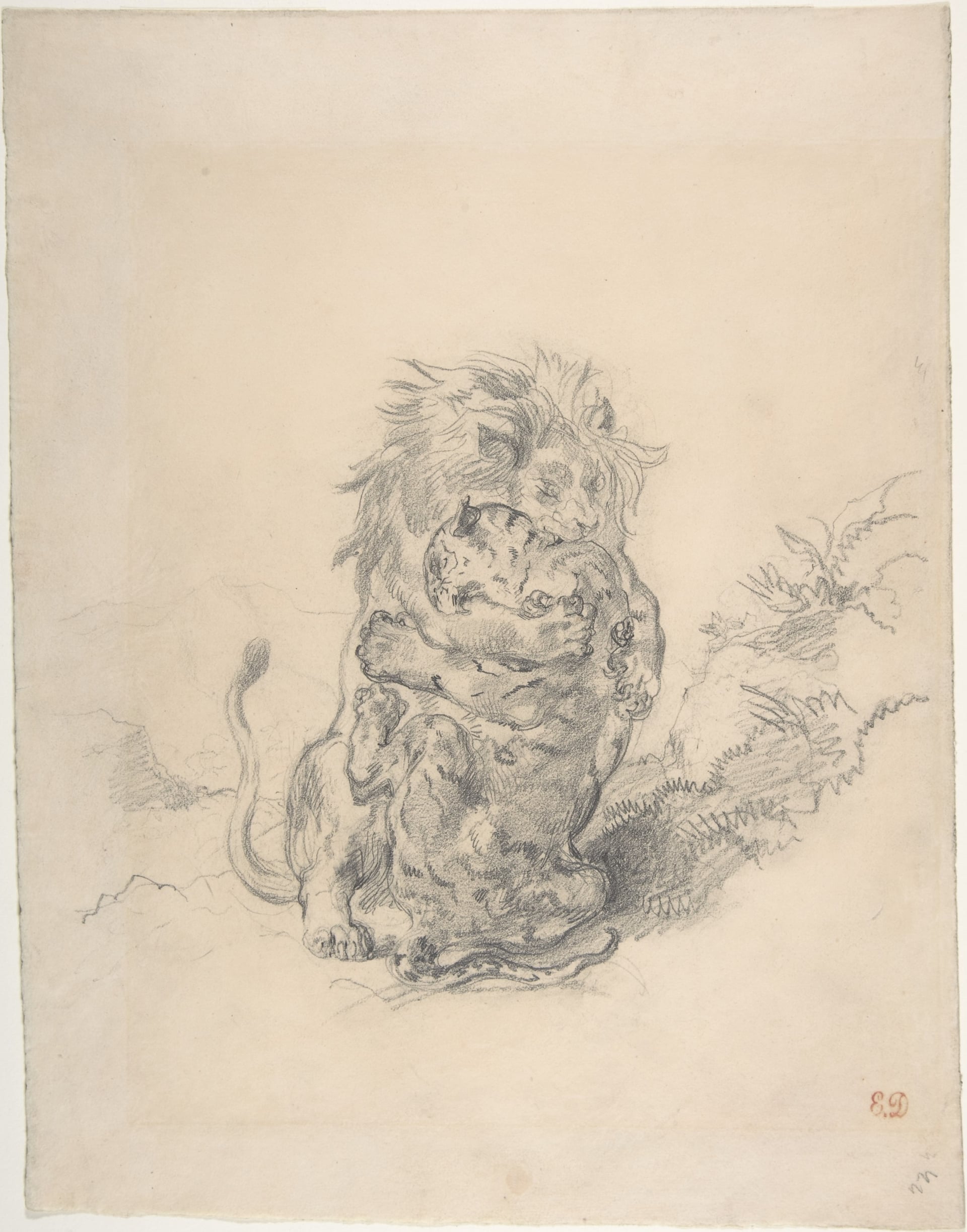 其他 - 狮子与豹 - 描绘狮子豹子相搏场景 