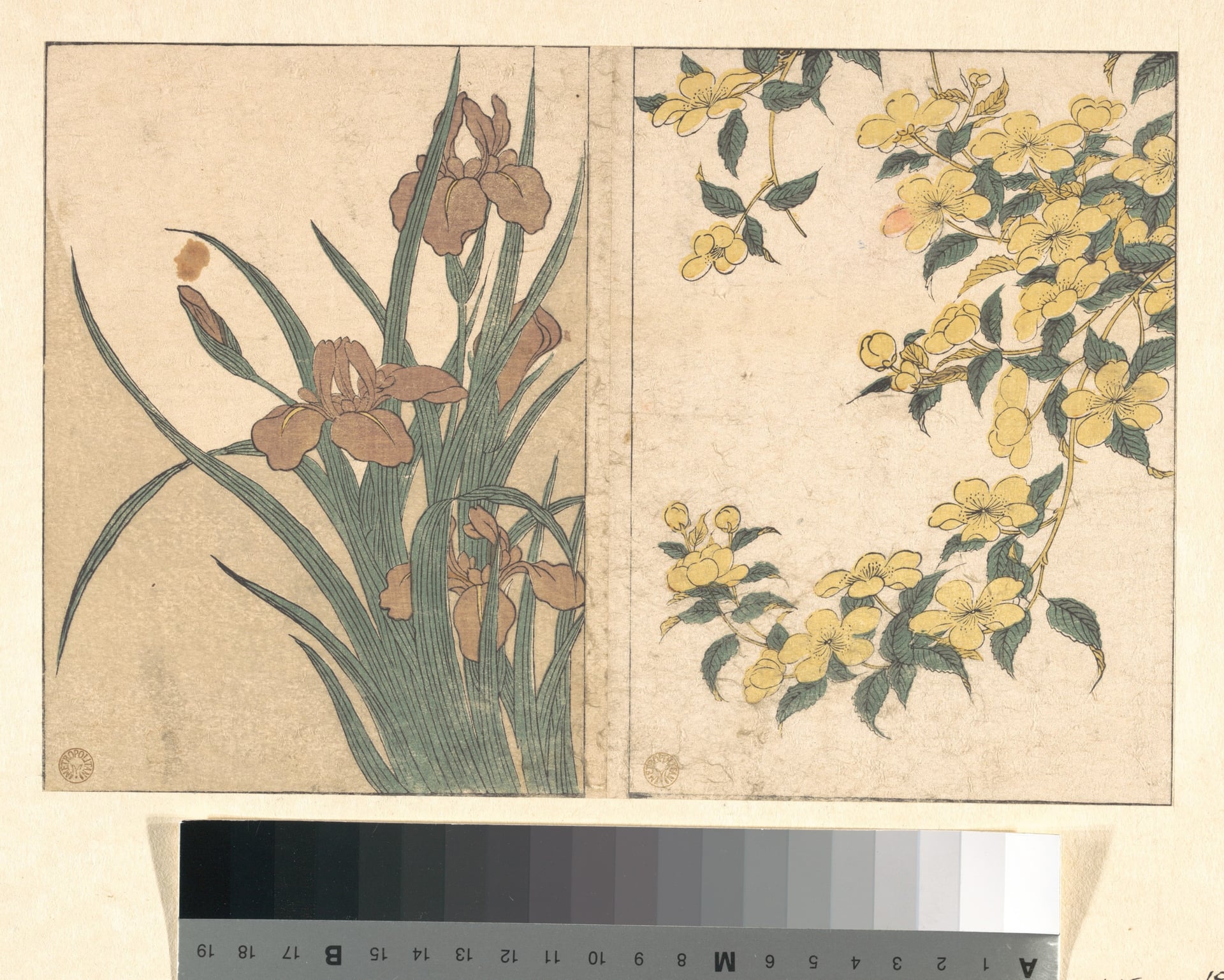 其他 - 花卉图 - 两种花卉的精美呈现 