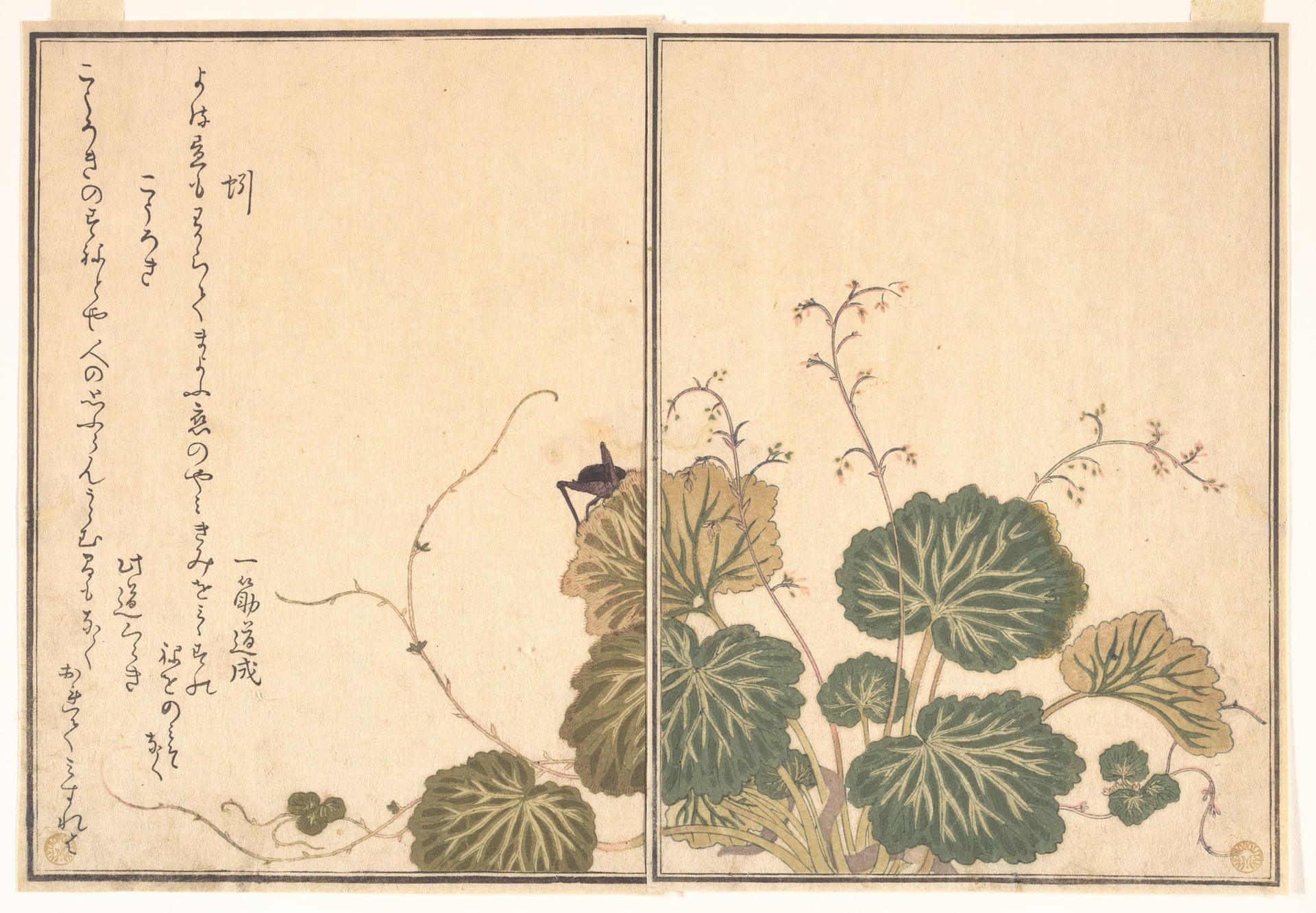 其他 - 植物与昆虫画作 - 绘植物昆虫并附文字 