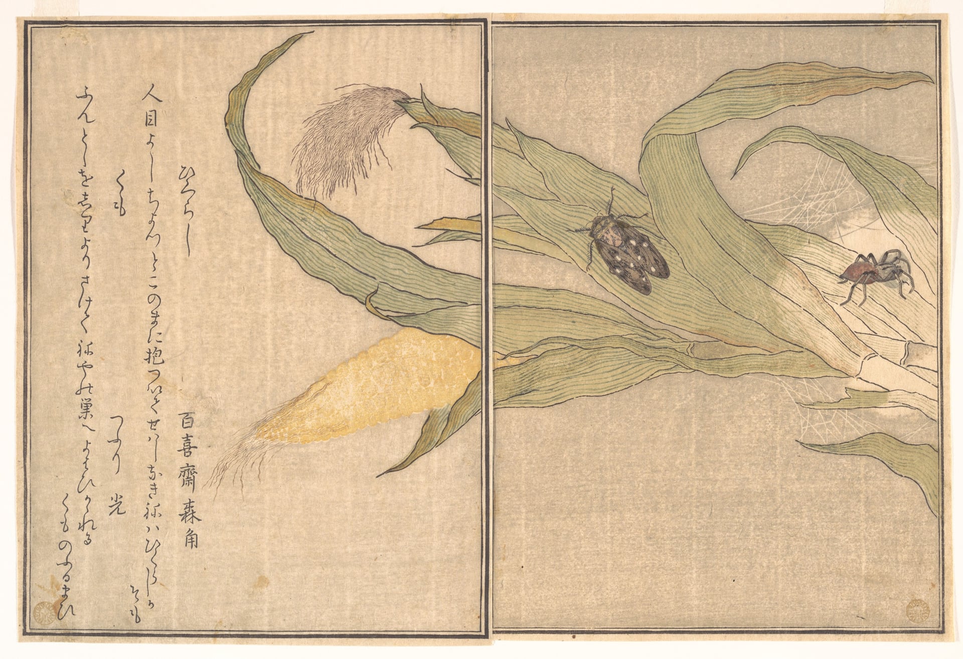 其他 - 百喜斋森角画作 - 绘玉米昆虫与文字 