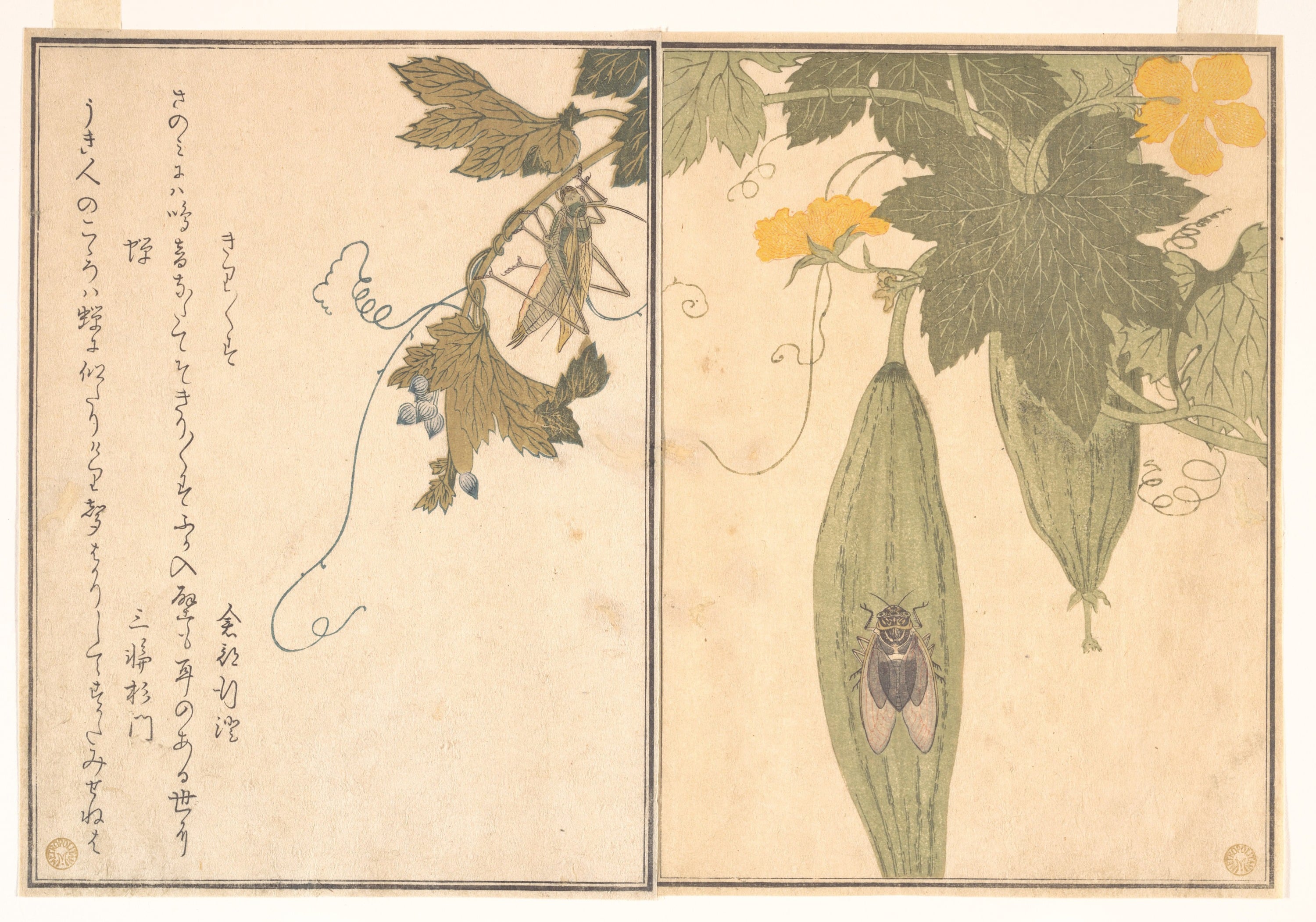 其他 - 未知 - 绘昆虫植物伴以文字 